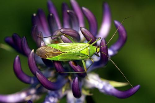 Réf. 36 702 : Calocoris alpestris