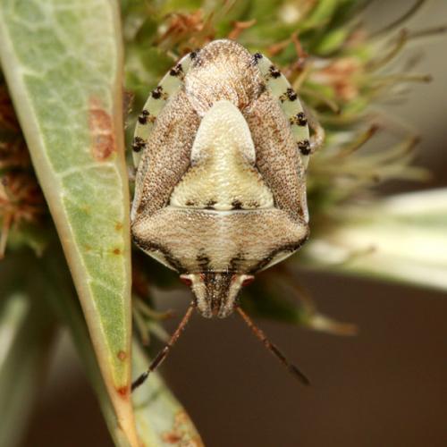 Antheminia absinthii