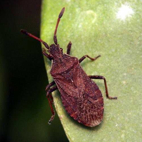 Ulmicola spinipes