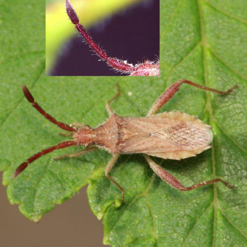 Coriomeris affinis