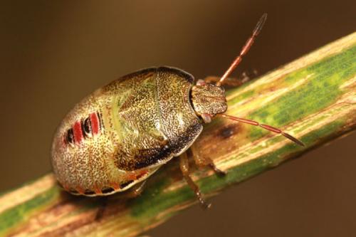 Réf. 36 822 : Piezodorus lituratus