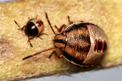 Réf. 36 821 : Piezodorus lituratus