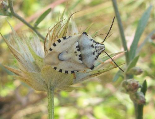Carpocoris pudicus