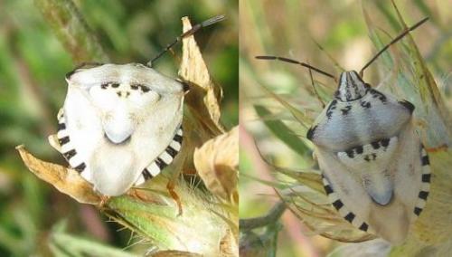 Réf. 36 557 : Carpocoris pudicus