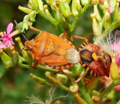 Carpocoris pudicus