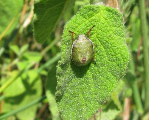 Piezodorus lituratus