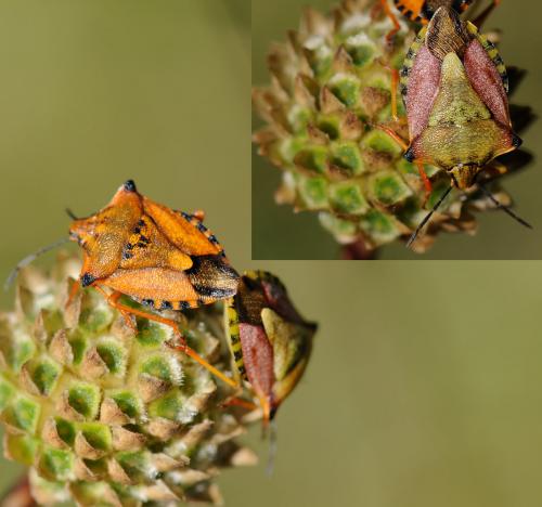 Carpocoris mediterraneus atlanticus