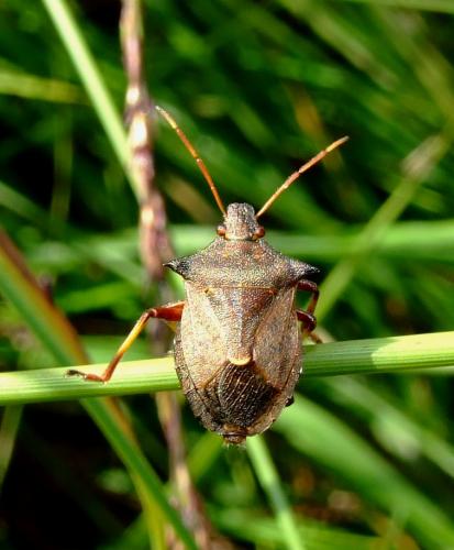 Picromerus bidens