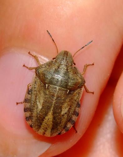 Eurygaster testudinaria
