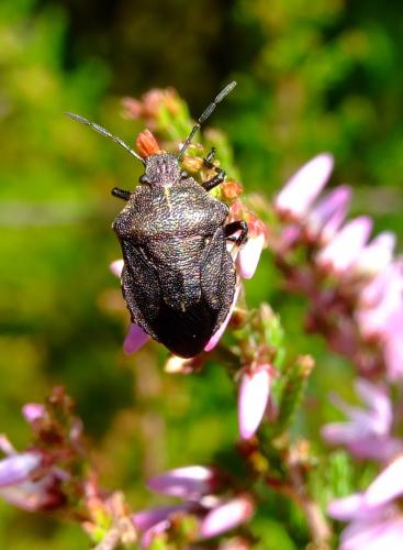 Rhacognathus punctatus