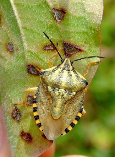 Réf. 36 433 : Carpocoris pudicus
