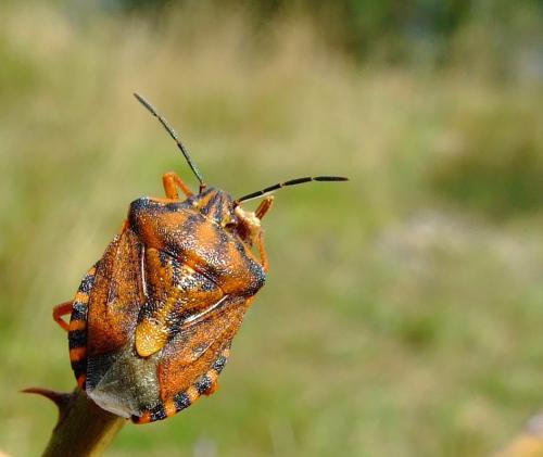 Réf. 36 431 : Carpocoris pudicus