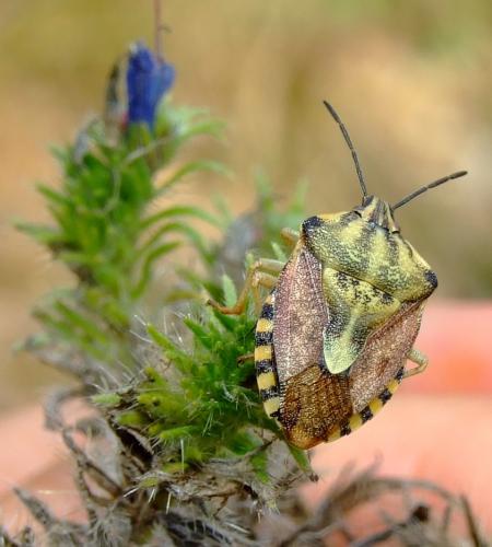 Carpocoris pudicus