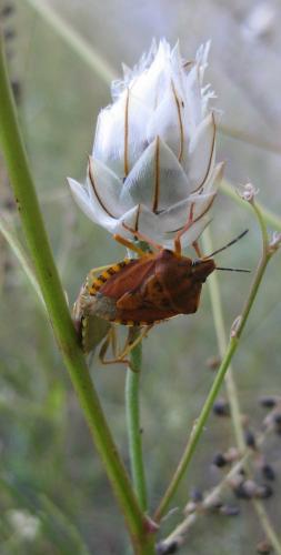 Carpocoris pudicus