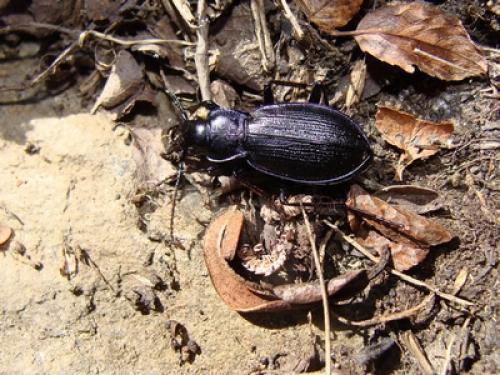 Carabus pyrenaeus costulus