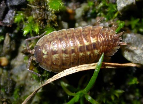 Porcellio monticola