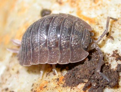 Porcellio dilatatus