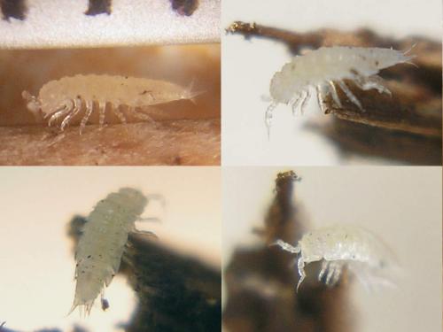 Metatrichoniscoides leydigi