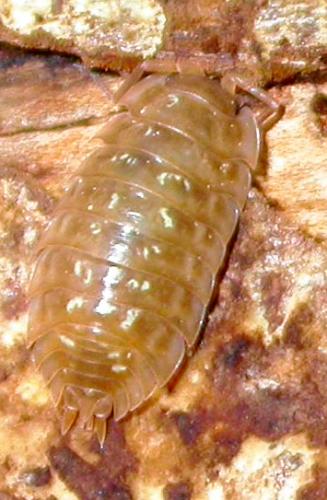 Réf. 36 293 : Oniscus asellus