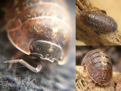 Armadillidium opacum