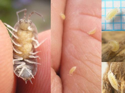 Réf. 36 263 : Cylisticus convexus