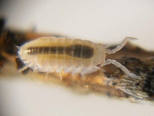 Réf. 36 242 : Cylisticus convexus