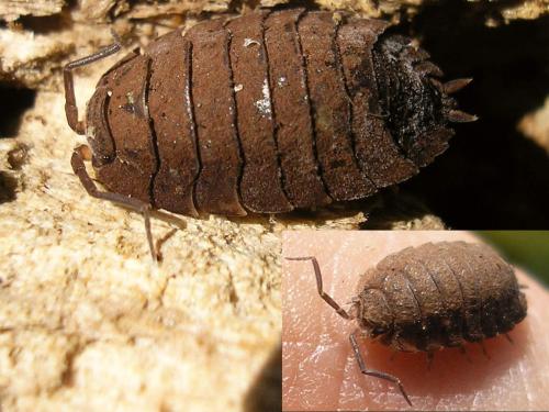 Réf. 36 240 : Oniscus asellus