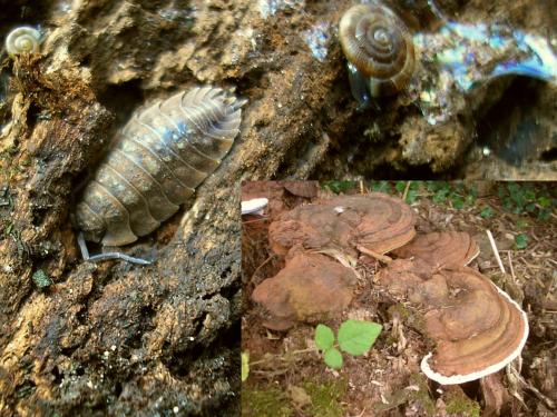 Oniscus asellus