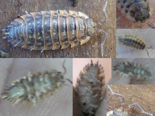 Oniscus asellus