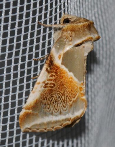 Réf. 36 901 : Habrosyne pyritoides