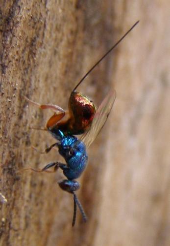 Torymus calcaratus