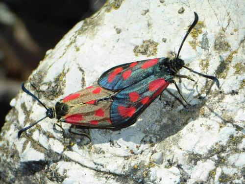 Zygaena loti