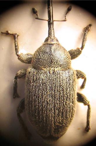 Rhinusa asellus
