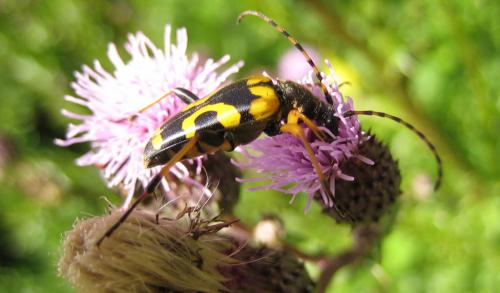 Réf. 36 785 : Rutpela maculata