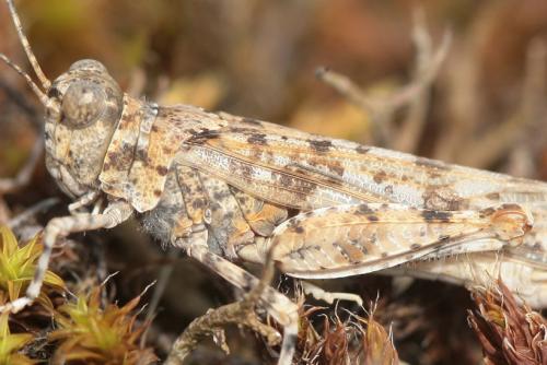 Réf. 36 559 : Sphingonotus caerulans