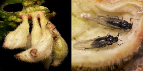 Tetraneura nigriabdominalis