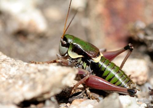 Anonconotus alpinus