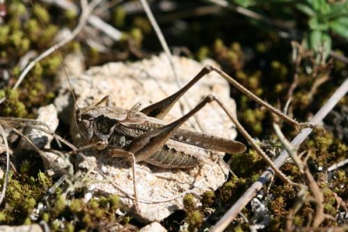 Platycleis sp.