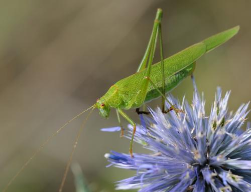 Réf. 36 987 : Phaneroptera falcata