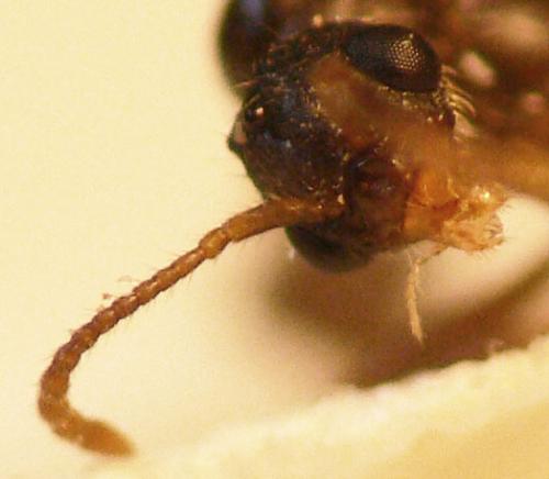 Myrmica specioides