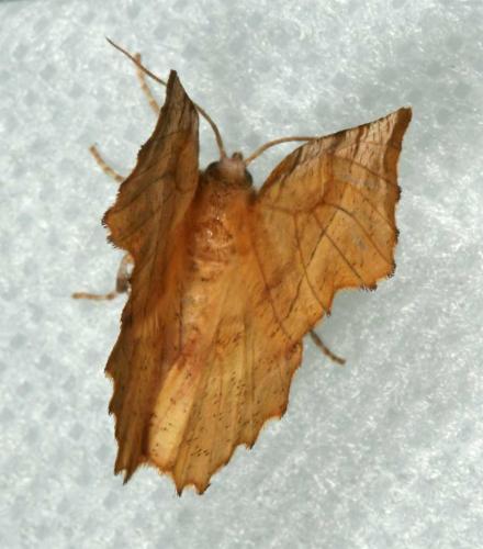 Selenia dentaria