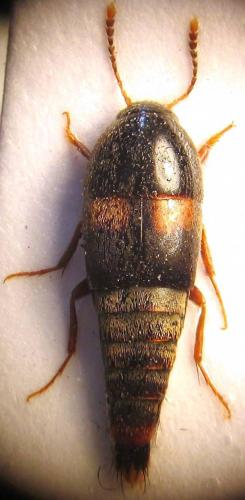 Sepedophilus bipustulatus