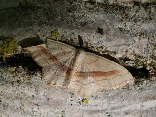 Réf. 36 333 : Scopula imitaria