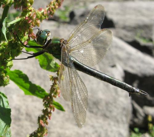Réf. 36 684 : Somatochlora metallica