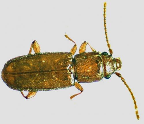 Réf. 36 414 : Placonotus testaceus