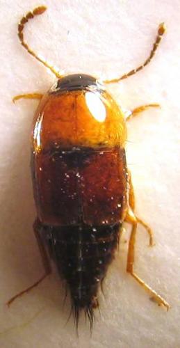 Tachyporus chrysomelinus