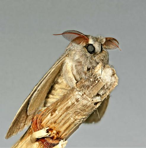Lymantria dispar