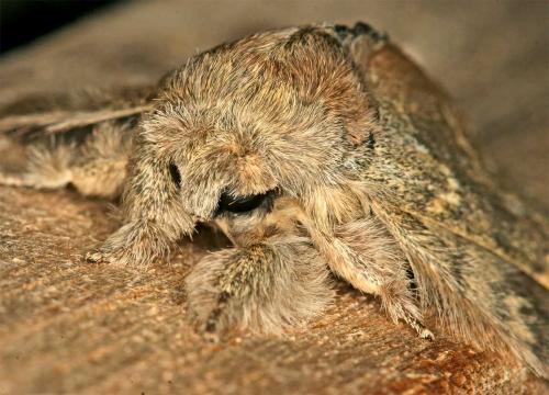 Lymantria dispar