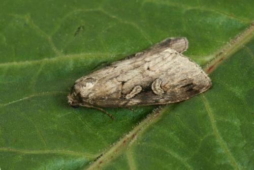 Stilbia anomala