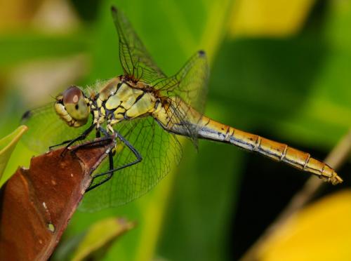 Réf. 36 012 : Sympetrum sanguineum